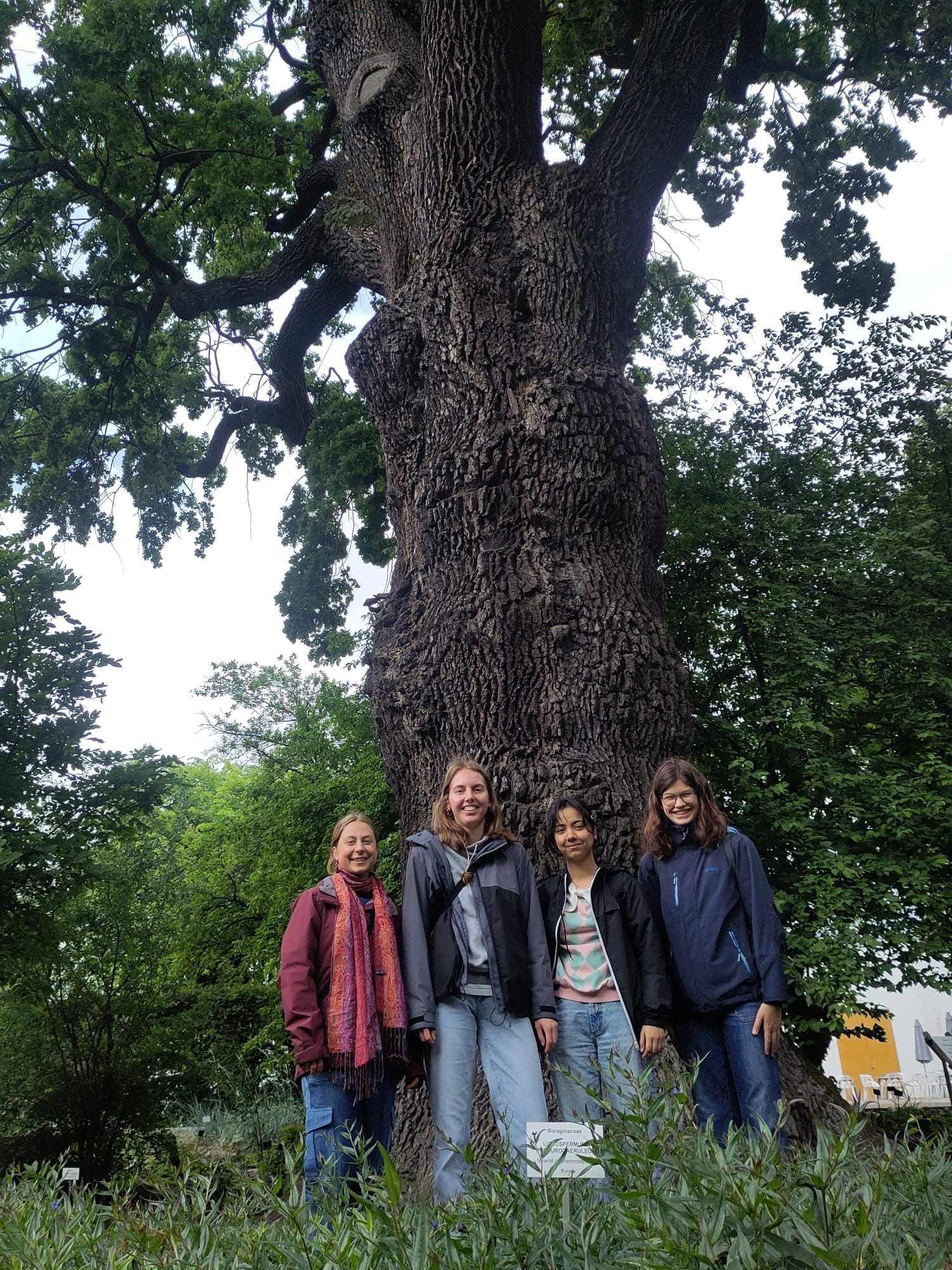 Jagiellonian Oak in Botanic Garden of the Jagiellonian University
